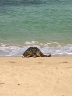 sea turtle on beach